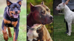 23 banned dog breed in india