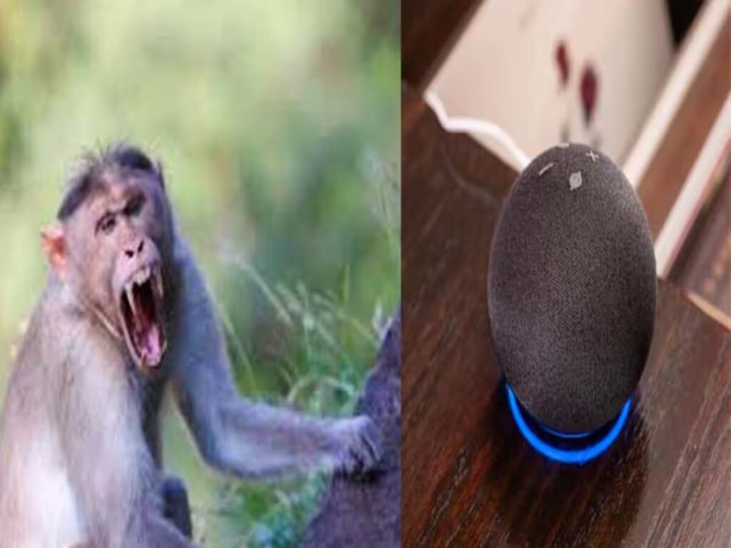 Alexa saved from monkey attack