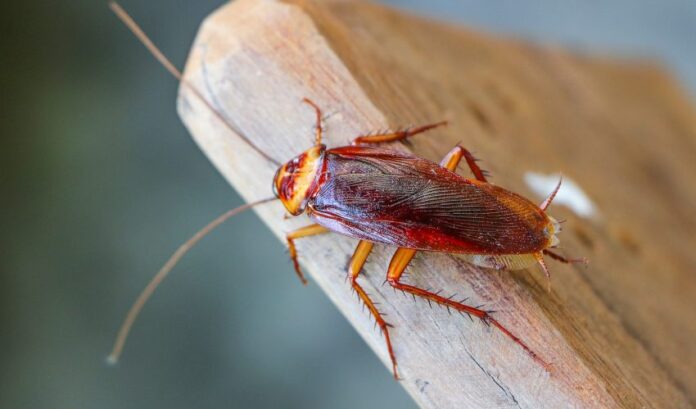 दुनिया को कैसे जीतें, कॉकरोच के जीवन से सीखें दुनिया को कैसे जीतें, कॉकरोच के जीवन से सीखें