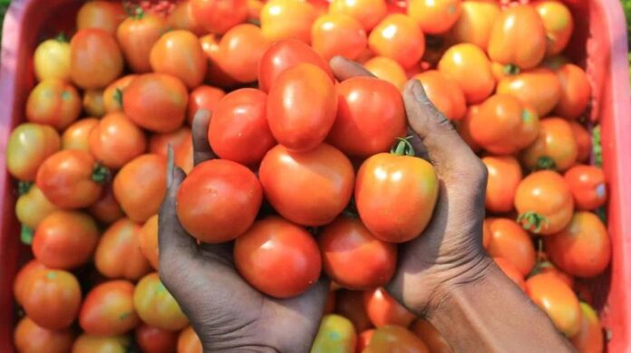 Tomato Price Hike: बारिश के कारण टमाटर के दाम आसमान पर, थाली से गायब हो कर 90 रुपये किलो बिक रहा है टमाटर Tomato Price Hike: बारिश के कारण टमाटर के दाम आसमान पर, थाली से गायब हो कर 90 रुपये किलो बिक रहा है टमाटर