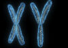 Y Chromosome News: Y गुणसूत्र गायब होने की कगार पर, पुरुषों का अंत नजदीक, वैज्ञानिकों ने उठाए गंभीर सवाल Y Chromosome News: Y गुणसूत्र गायब होने की कगार पर, पुरुष संतानों का अंत नजदीक, वैज्ञानिकों ने उठाए गंभीर सवाल