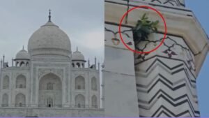 Taj Mahal News: ताजमहल की दीवारों पर उगने लगे पेड़, सपा नेता अखिलेश यादव ने ताजमहल के रखरखाव पर योगी सरकार को घेरा