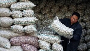 What is Chinese Garlic Controversy: क्या है चीनी लहसुन? चीनी लहसुन विवाद पर क्यों इलाहाबाद हाई कोर्ट ने FSDA को लगाई फटकार
