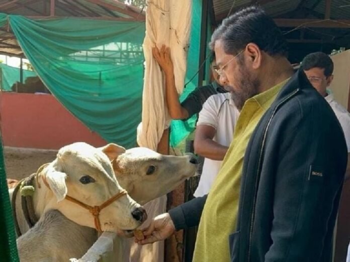 चुनाव से पहले महाराष्ट्र ने देशी गाय को 'राज्यमाता-गोमाता' घोषित किया, जाने इसके पीछे की रणनीति चुनाव से पहले महाराष्ट्र ने देशी गाय को 'राज्यमाता-गोमाता' घोषित किया, जाने इसके पीछे की रणनीति