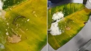Tirupati Laddoo Controversy: भक्तों का नया दावा, प्रसाद में मिला कनखजूरा, TTD ने आरोपों का किया खंडन