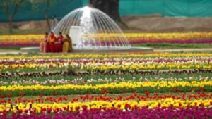 एशिया का सबसे बड़ा Tulip Garden आम जनता के लिए खुला, सिर्फ इतने का है टिकट