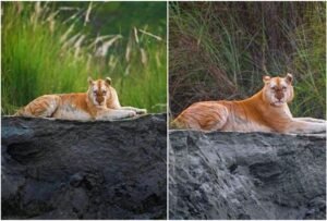 काजीरंगा में दिखा ‘Golden Tiger’! सिंघम से कम नहीं ये जंगल का सुपरस्टार