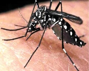 Dengue बुखार का बदला रूप — 'Atypical Dengue' के लक्षण, पहचान और बचाव के उपाय