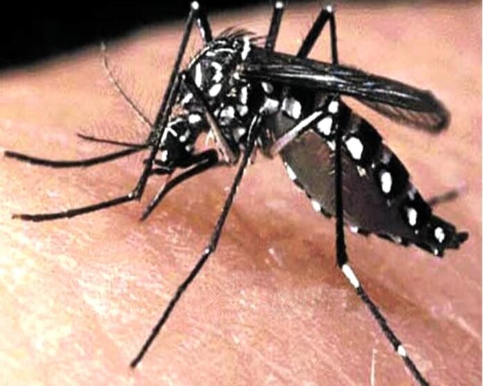 Dengue बुखार का बदला रूप — 'Atypical Dengue' के लक्षण, पहचान और बचाव के उपाय