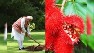 क्या सच में होता है सिंदूर का पौधा, पीएम मोदी ने लगाया बिक्सा ओरेलाना का पौधा