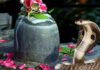 Nag Panchami 2025: शिवलिंग पर चढ़ाएं ये 6 चीजें, मिलेगी कालसर्प दोष से मुक्ति और शिव का आशीर्वाद Nag Panchami 2025: शिवलिंग पर चढ़ाएं ये 6 चीजें, मिलेगी कालसर्प दोष से मुक्ति और शिव का आशीर्वाद