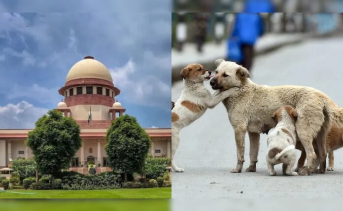Supreme Court on Stray Dogs: अब टीकाकरण के बाद वापस छोड़े जा सकेंगे आवारा कुत्ते