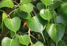 Pitr Paksha 2025: क्यों खास है पीपल का पेड़, जानिए इसका धार्मिक और वैज्ञानिक महत्व और लाभ Pitru Paksha 2025: क्यों खास है पीपल का पेड़, जानिए इसका धार्मिक और वैज्ञानिक महत्व और लाभ