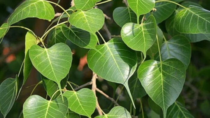 Pitru Paksha 2025: क्यों खास है पीपल का पेड़, जानिए इसका धार्मिक और वैज्ञानिक महत्व और लाभ